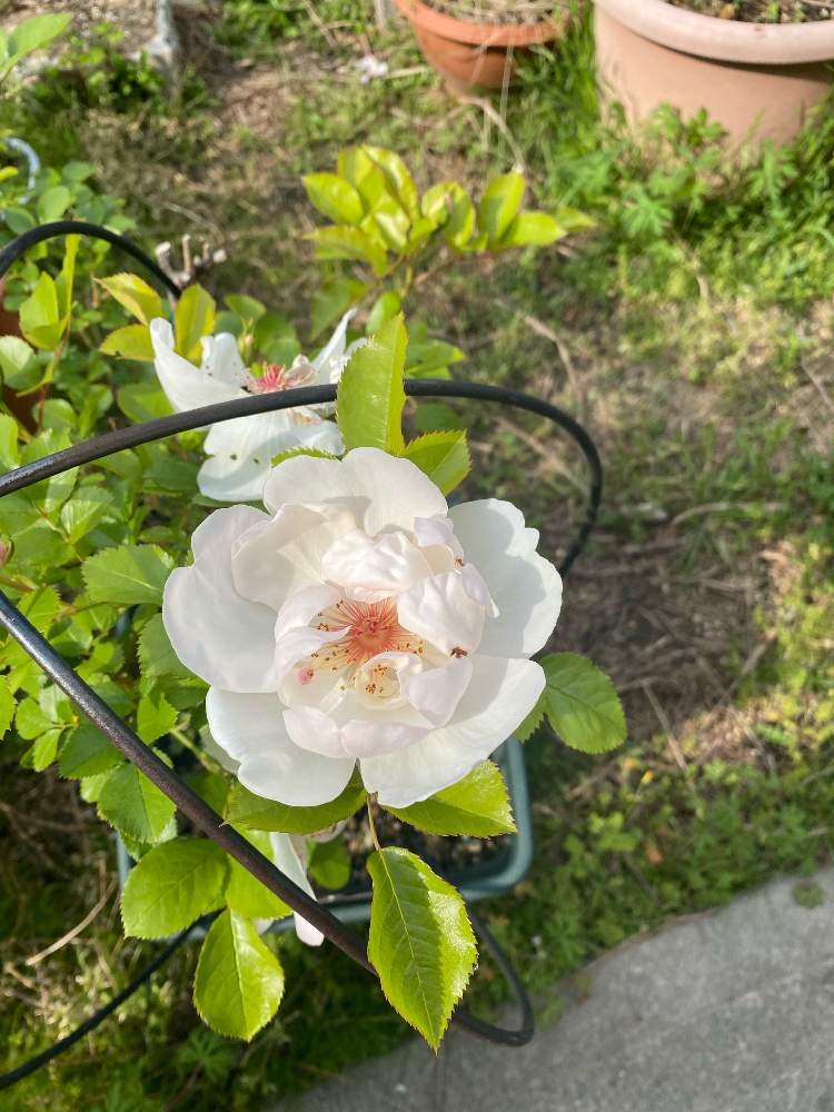 ジャクリーヌ デュ プレの投稿画像 By いろはさん つるバラとバラ 鉢植えとバラ ミニバラと白バラとバラ ジャクリーヌ デュプレ 21月4月24日 Greensnap グリーンスナップ