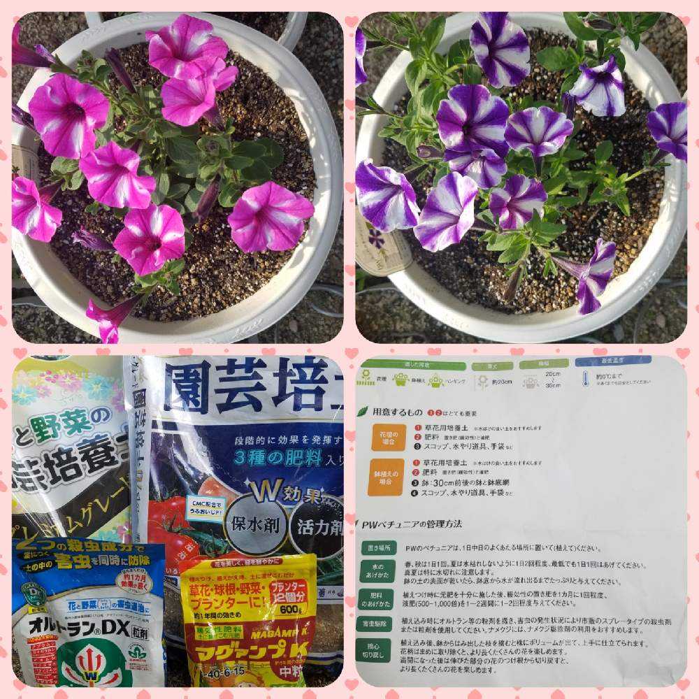 Pwペチュニア成長記録 Greensnap グリーンスナップ