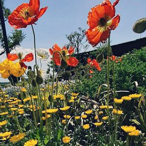 屋上庭園,土曜はお空の発表会,毎日が花曜日の画像