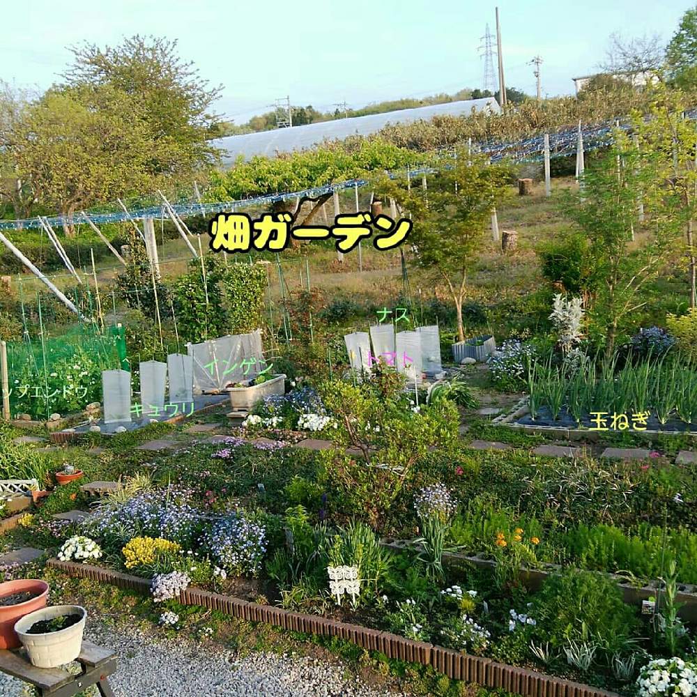 家庭菜園の投稿画像 By いすうさん お野菜と畑ガーデン 21月4月24日 Greensnap グリーンスナップ