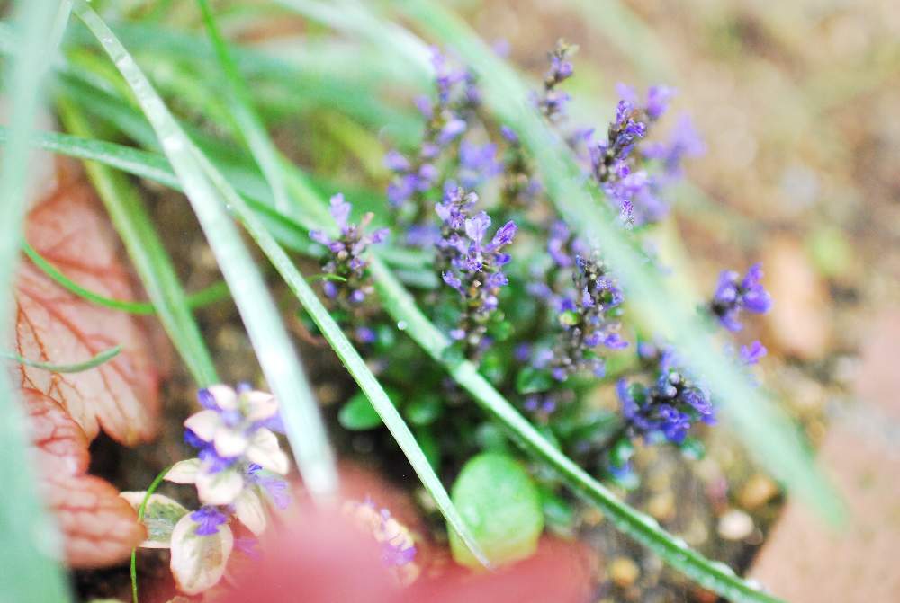 アジュガ チョコレートチップの投稿画像 By こずちさん アジュガ バーガンディーグローとクラスペディア グロボーサとヒューケラ ジョージアピーチと花壇と庭の宿根草と一眼レフとカメラ女子 21月4月25日 Greensnap グリーンスナップ