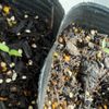 ハバネロの育て方 種まきの時期と方法 栽培適所は Greensnap グリーンスナップ ハバネロの育て方 種まきの時期と方法 栽培適所は Greensnap グリーンスナップ