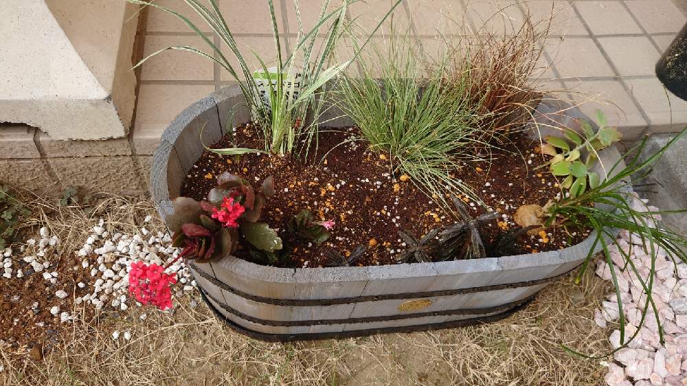 カランコエの投稿画像 By ぐるさん カレックスと胡蝶の舞とスノードラゴンと不死鳥錦 ふしちょうにしきととっくりランとハオルチア 十二の巻と東京都と東京と猫と植物と門前仲町とマンションの庭と猫と暮らす 21月4月25日 Greensnap グリーンスナップ