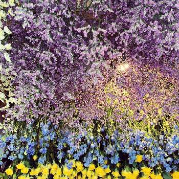 いろいろな花の画像 by にゃーぽんさん | 壁/天井とドライフラワーとたくさん！と乾燥花といろいろな花と吊るしてる。とカフェとお出かけ先にてと鮮やか 