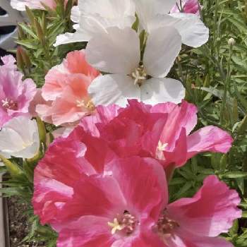 イロマツヨイグサ の投稿画像一覧 Greensnap グリーンスナップ