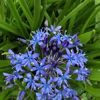 @青い花の画像 by Kevinさん | お出かけ先とシラー・ペルビアナと素敵❗と癒しと@青い花と紫色の花と青い花とアフリカ原産とおうち園芸とお花大好き✨と可愛いと花のある暮らしとかわいいとヨーロッパ原産とビューティフル シェイプと青い花マニア