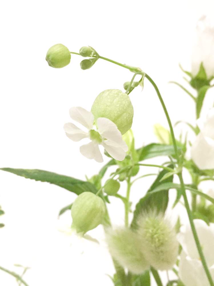 グリーンベルの投稿画像 By ともよさん ハナノヒと季節の花と花のある暮らしとお花のある生活と白い花と日比谷花壇と切り花 21月4月25日 Greensnap グリーンスナップ