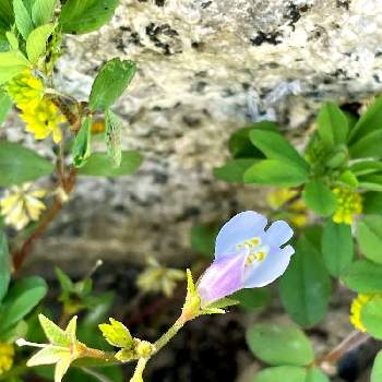 一年中咲く花の投稿画像一覧 Greensnap グリーンスナップ