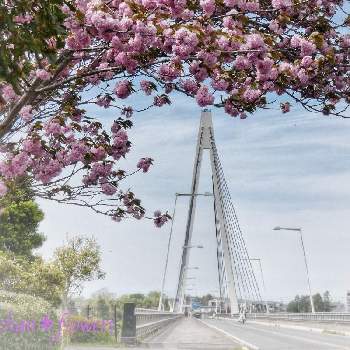 橋のある風景の画像 by Hirochan＊  flowersさん | 八重桜＊と栃木県と橋のある風景とJuneの会