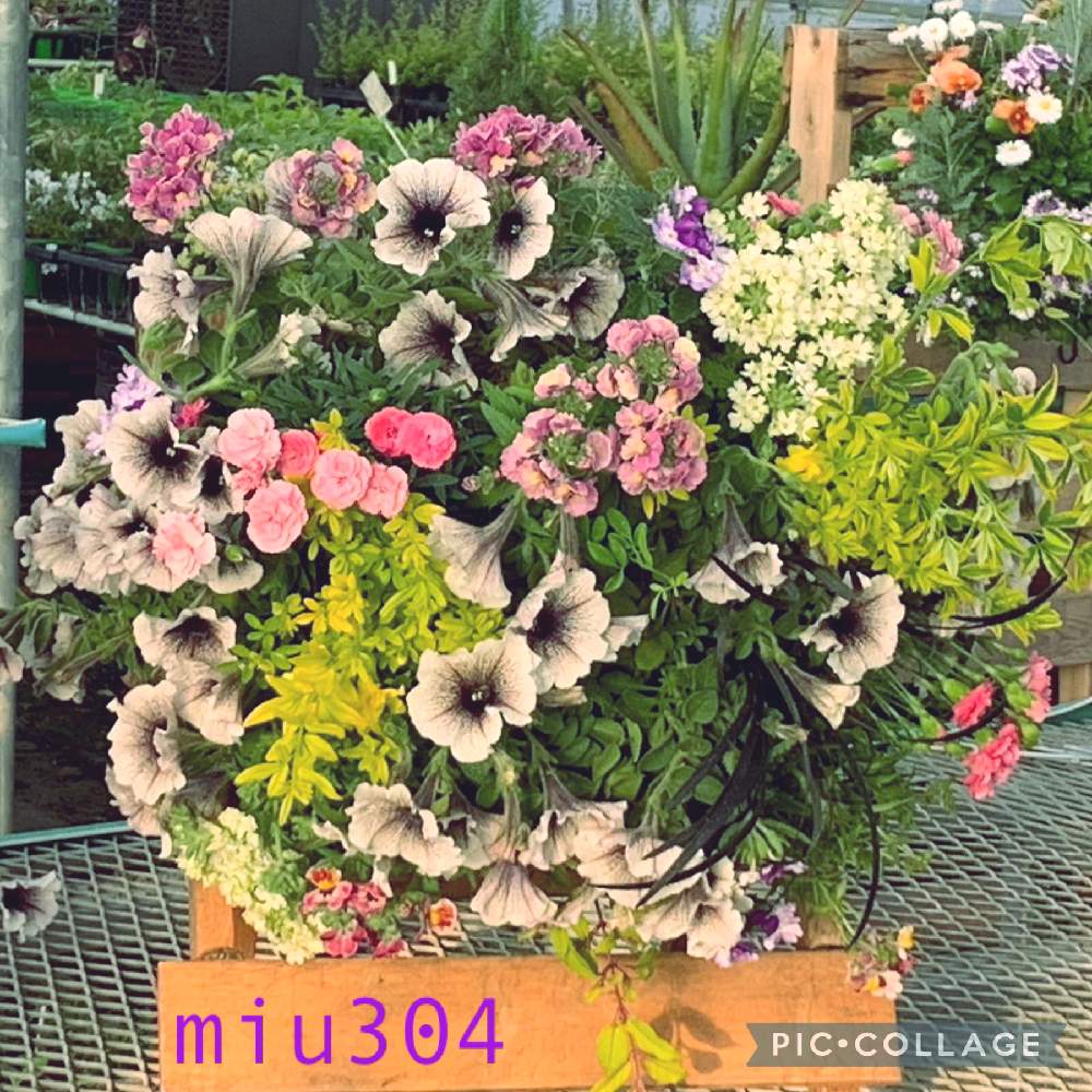 ペチュニアカプチーノの投稿画像 By Miu304さん ペチュニア とペチュニア 寄せ植え フォトコンテストとカーネーションとネメシアとバーベナと黒竜と雲南黄梅とペチュニア カプチーノとホクシャ オーレアとペチュニアカプチーノとペチュニア とペチュニア 寄せ植えフォト
