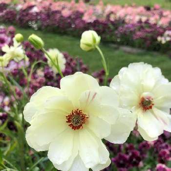 ラナンキュラス ラックス ニノスの投稿画像一覧 Greensnap グリーンスナップ