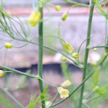 アスパラの花の投稿画像一覧 Greensnap グリーンスナップ