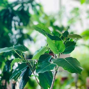 インドボダイジュの育て方 日当たりや水やりの加減は Greensnap グリーンスナップ インドボダイジュの育て方 日当たりや水やりの加減は Greensnap グリーンスナップ