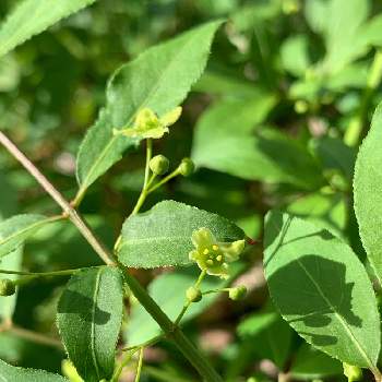 ニシキギ属の投稿画像一覧 Greensnap グリーンスナップ