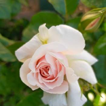 ステファニー グッテンベルグの画像 by 律さん | 小さな庭とステファニー グッテンベルグと手作りガーデンと花のある暮らしとバラ愛同盟とばらに魅せられて
