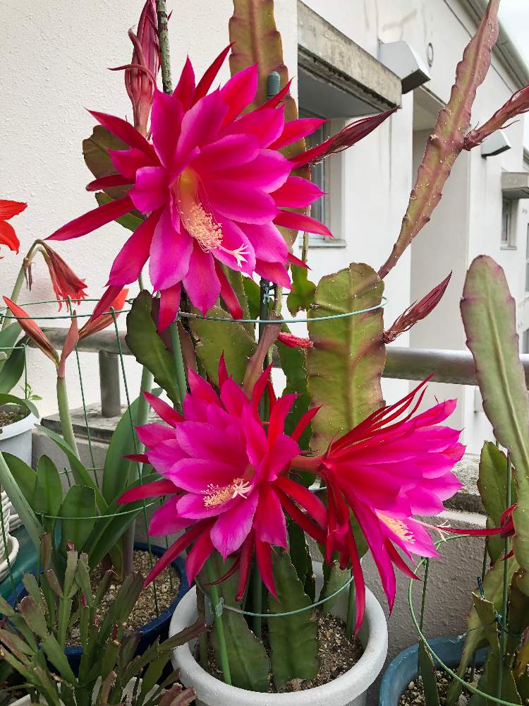 クジャクサボテンの投稿画像 By ロミさん 21月4月25日 Greensnap グリーンスナップ