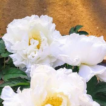 白ボタン♡の画像 by みいちゃんさん | 白ボタン♡とぼたんと牡丹の花と 白牡丹とウォーキング