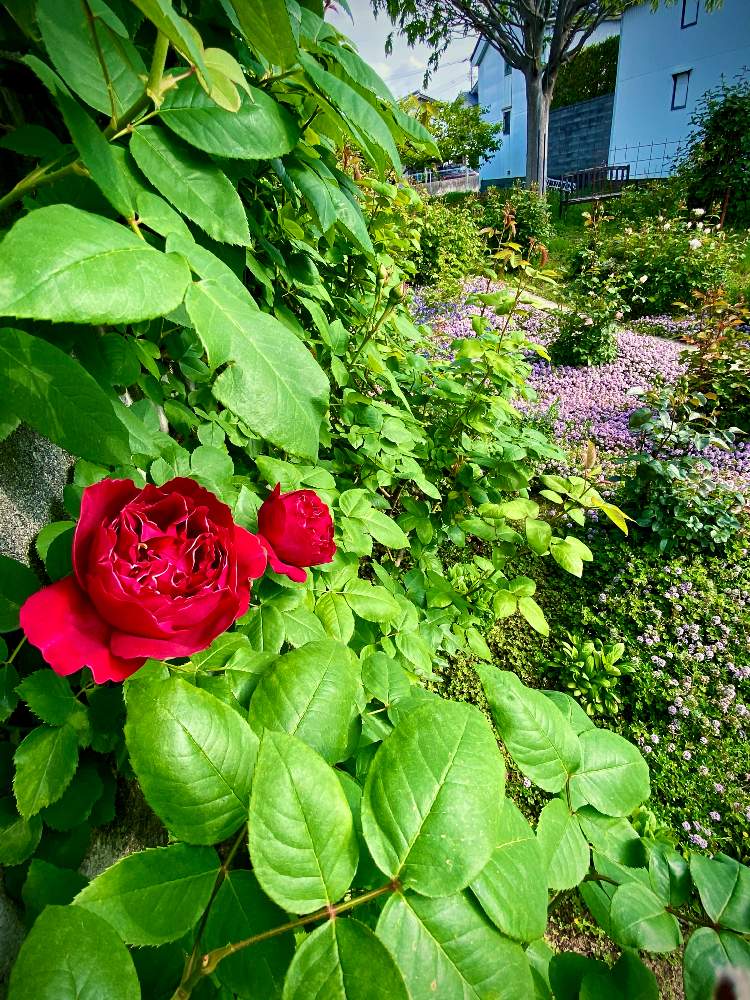 の画像 by あっこさんさん | ばら バラ 薔薇と古住居とワイルドガーデンとバラ・バロンジロードランと開花までワクワク（＾Ｏ＾☆♪と２０２０年５月同期