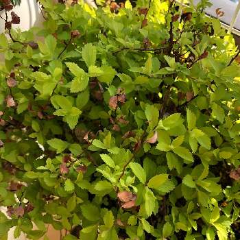 シモツケ ゴールドフレーム葉っぱの投稿画像一覧 Greensnap グリーンスナップ