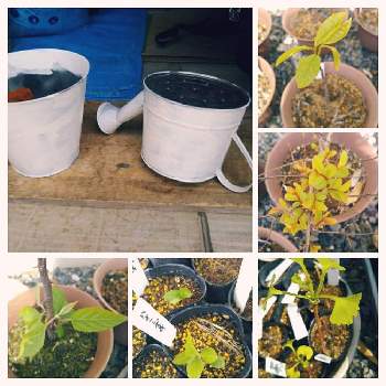 ポポーの育て方 挿し木や剪定の方法は 鉢植えでも栽培できる Greensnap グリーンスナップ