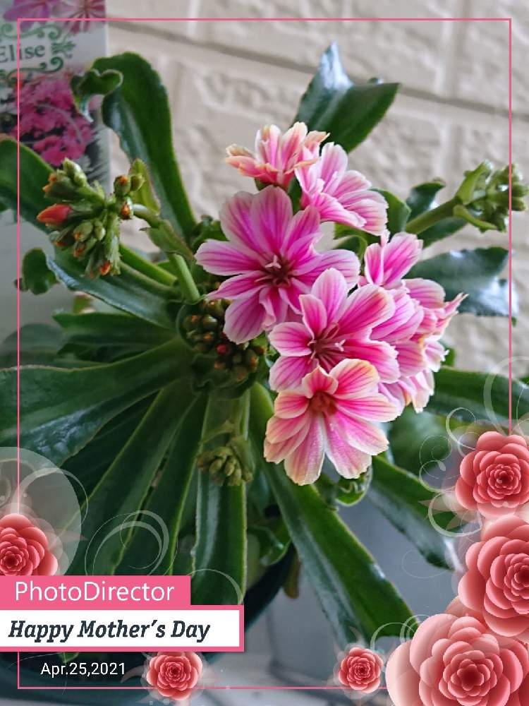 レウィシアの投稿画像 By みーちゃんさん レウィシア エリーゼとキュンキュン乙女倶楽部とアエオ大好き とバラと夢clubと多肉女子と可愛い 21月4月25日 Greensnap グリーンスナップ