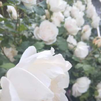 日向向きのお花の画像 by m_m77さん | 小さな庭とバラとマダムアルフレッドキャリエールとツルバラとシェードガーデンとピンク❤︎ピンクとナチュラルガーデンとおうち園芸と日向向きのお花と小さな庭♡と小庭❤️と白いお花とピンクのお花と小さな幸せ♡とガーデリンクと可愛いとばら❤と小さな小さな庭と花のある暮らしと白い花とばら 薔薇 バラとバラ・ミニバラ