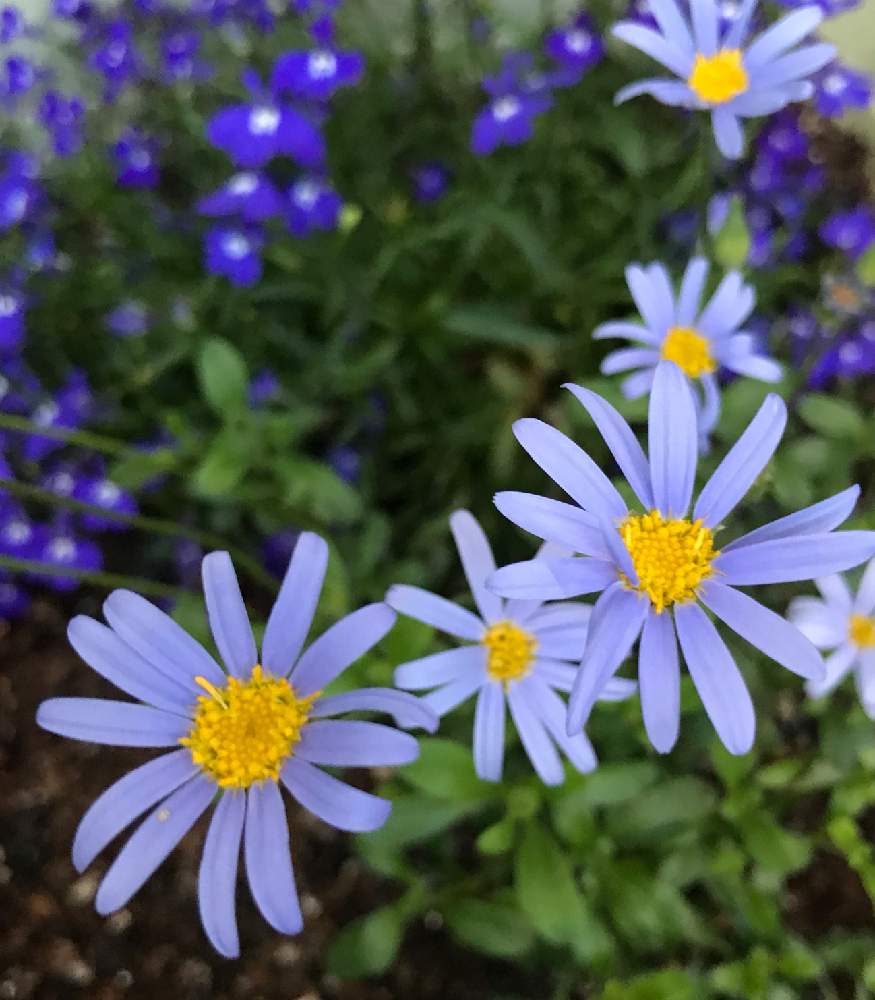 ロベリアの投稿画像 By みゆさん ブルーデイジーとスマホ撮影と可愛い花と青い花と花のある暮らしと青い花大好き 21月4月25日 Greensnap グリーンスナップ