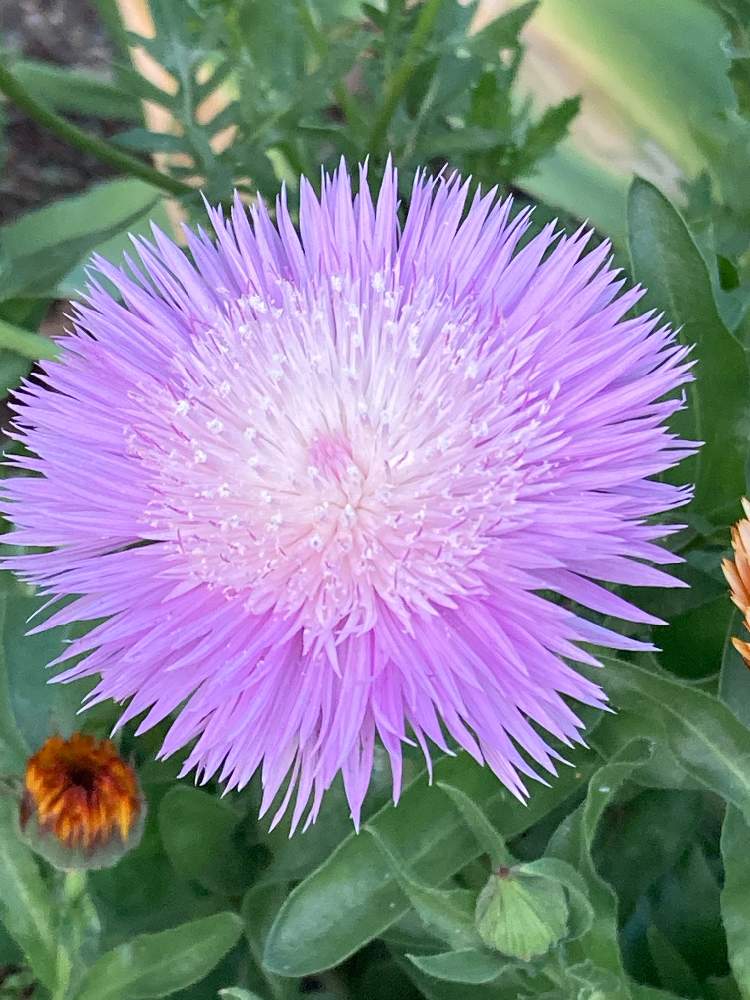 スイートサルタンの投稿画像 By Atsuhodaさん ニオイヤグルマギクとお出かけ先 21月4月25日 Greensnap グリーンスナップ Greensnap グリーンスナップ