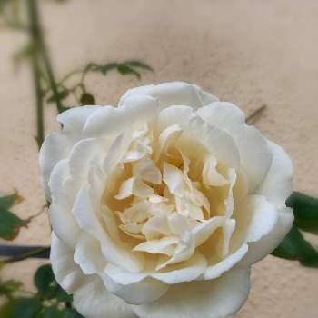 バラ マダムアルフレッドキャリエールの画像 by あささんさん | 小さな庭とナチュラルガーデンとイングリッシュガーデンとばら バラ 薔薇とバラ マダムアルフレッドキャリエール