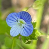 オオイヌノフグリ,花壇,ガーデニング,山野草,オオバコ科の画像