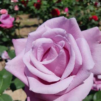 薔薇シャルル・ド・ゴールの画像 by 芙蓉さん | 花のある暮らしとバラを楽しむとばら バラ 薔薇と薔薇シャルル・ド・ゴール