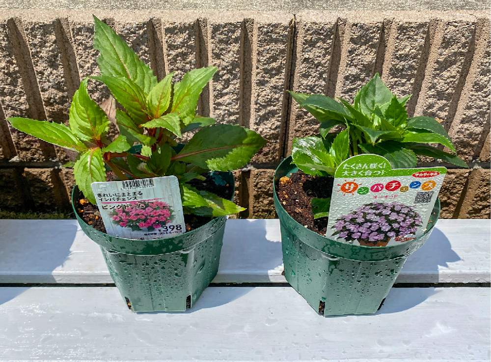 インパチェンスの投稿画像 By にゃんこさん サンパチェンスとサンパチェンス オーキッドとモリモリ予備軍と千葉県と夏の花とカインズとガーデニング初心者と鉢植えと花のある暮らしとモリモリ予備軍と千葉県と夏の花とカインズとガーデニング初心者と鉢植えと花のある