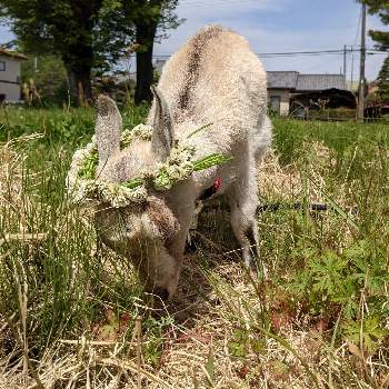 花かんむりの投稿画像一覧 Greensnap グリーンスナップ