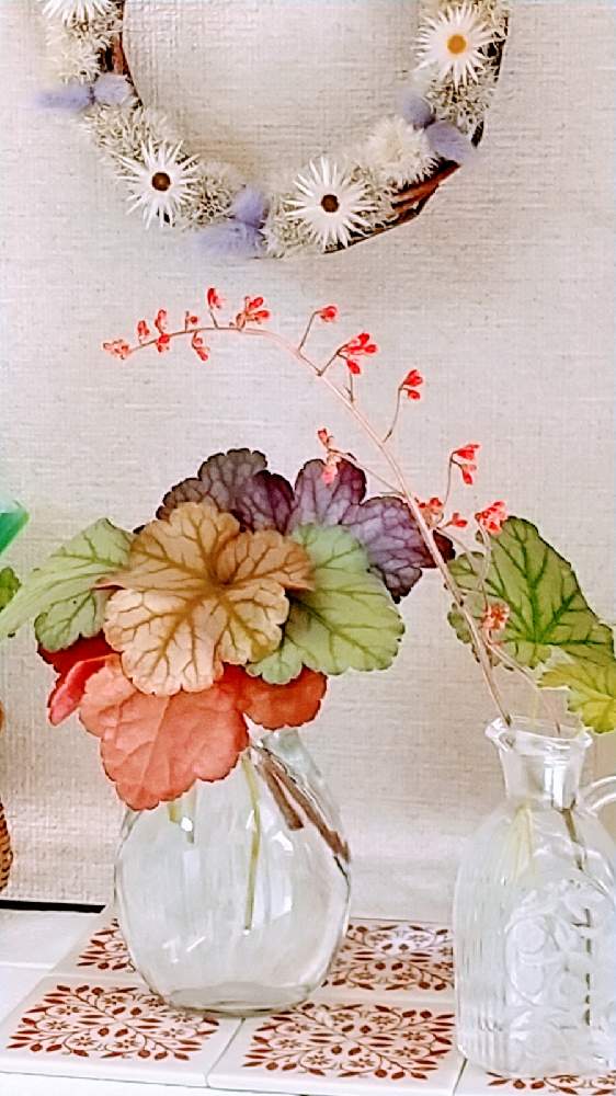名無しのヒューケラドルチェの投稿画像 By ウニ子さん 手作りと春のお花と名無しのヒューケラさんとお気に入りと癒しと大切にしていた子 とドライフラワー のある暮らしと大好きなお花と可愛い蕾とリースと可愛い子 21月4月25日 Greensnap グリーンスナップ