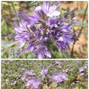 アンジェリアの花の投稿画像一覧 Greensnap グリーンスナップ