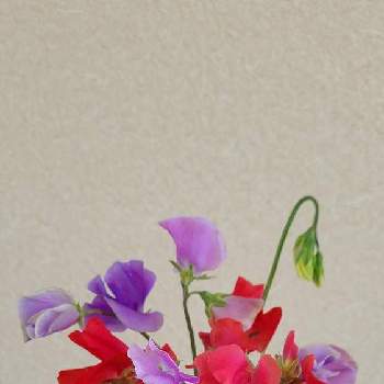 プランター50の投稿画像一覧 Greensnap グリーンスナップ