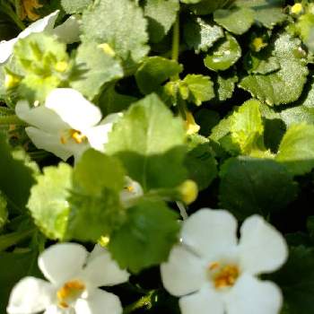 ｐｗステラスノーストームスノーグローブの投稿画像一覧 Greensnap グリーンスナップ