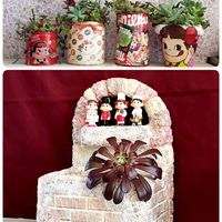 黒法師,多肉植物,多肉植物寄せ植え,たにおたくらぶ,バラと夢CLUBの画像