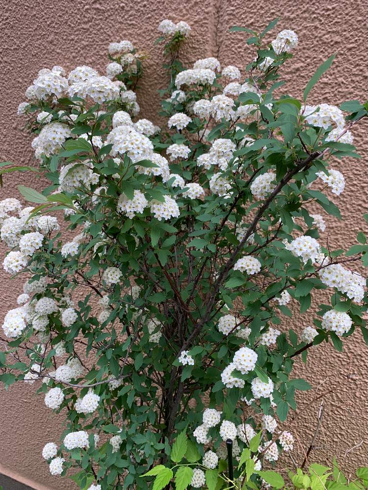 コデマリの投稿画像 By Sugimovicさん 21月4月25日 Greensnap グリーンスナップ