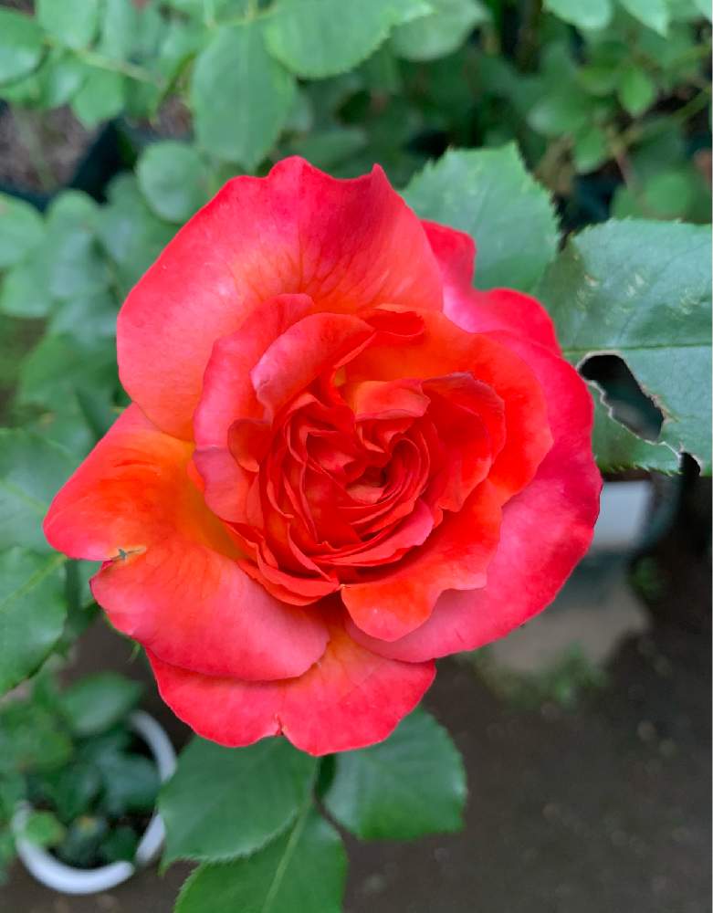 小さな庭の投稿画像 By エリカさん 薔薇フュリュイテとスマホ撮影と薔薇愛同盟と薔薇好きとありがとう とおうち園芸と綺麗とナチュラルスタイルと花のある暮らしと咲いた と薔薇フュリュイテとスマホ撮影と薔薇愛同盟と薔薇好きとありがとう とおうち園芸と綺麗と