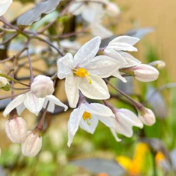 2021年4月に投稿した花の画像 by PT_yamahiroさん | 小さな庭とツルハナナスとスマホ撮影と我が家の花達と山野草と花壇とアップ写真とフラワーとマイガーデンとGS映えとおうち園芸と植中毒と我が家の花壇とお花畑    と我が家の庭と花好きとガーデニングと花のある暮らしと2021年4月に投稿した花とお花と白色の花とお花好き