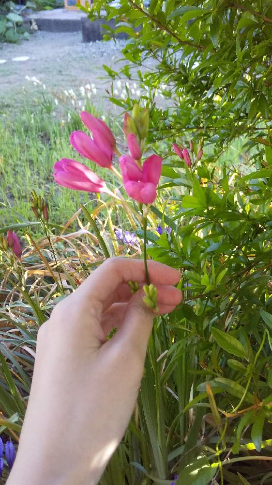 イキシアの投稿画像 By れなさん 21月4月25日 Greensnap グリーンスナップ