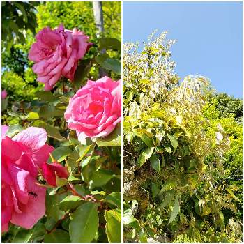 カシの木の投稿画像一覧 Greensnap グリーンスナップ