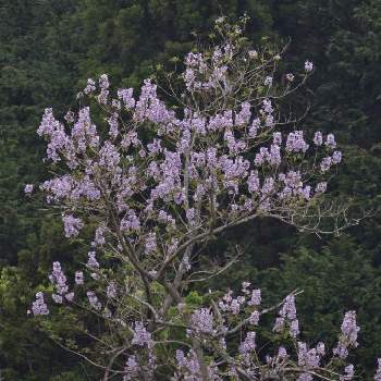 桐の花の投稿画像一覧｜🍀GreenSnap（グリーンスナップ）