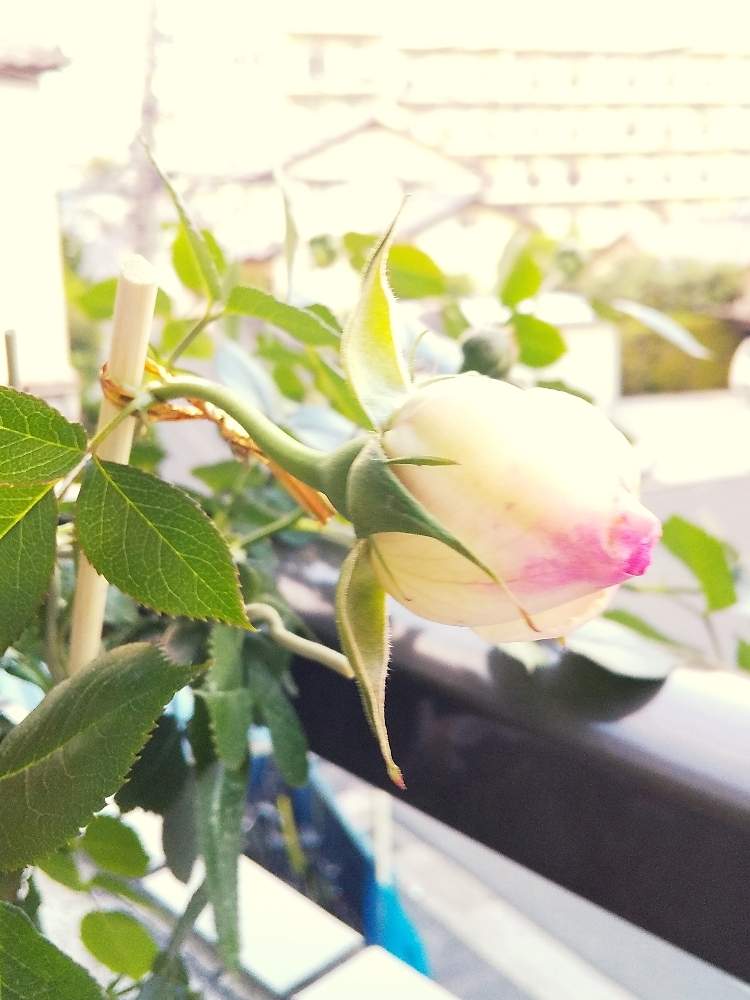 ピエール ド ロンサールの投稿画像 By Keiさん 鉢バラとピエール ドゥ ロンサールとピエールドロンサールの蕾とバラ ピエールドゥロンサールと ベランダガーデンとバラ 鉢植えと薔薇 とばら 薔薇 バラ 21月4月25日 Greensnap グリーンスナップ