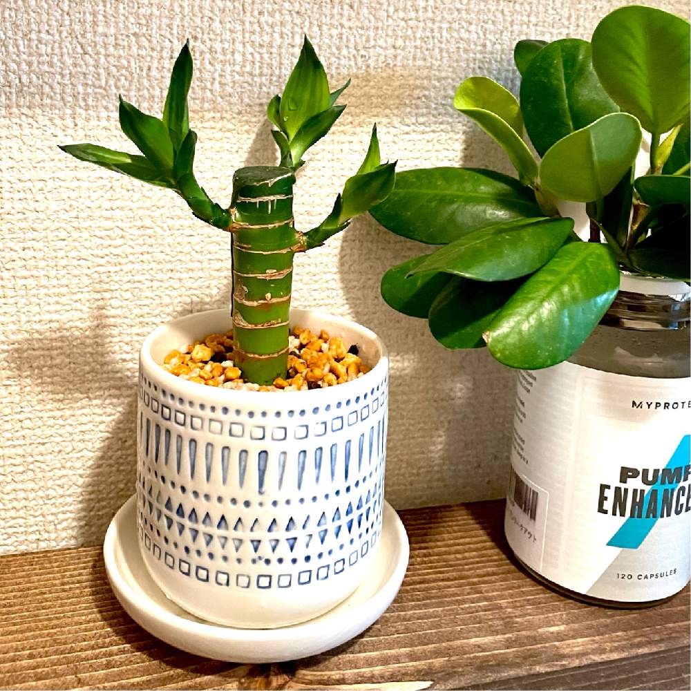 南 靄 ビーチ バンブー 観葉植物 ダイソー Ciao5 Jp 南 靄 ビーチ バンブー 観葉植物 ダイソー Ciao5 Jp