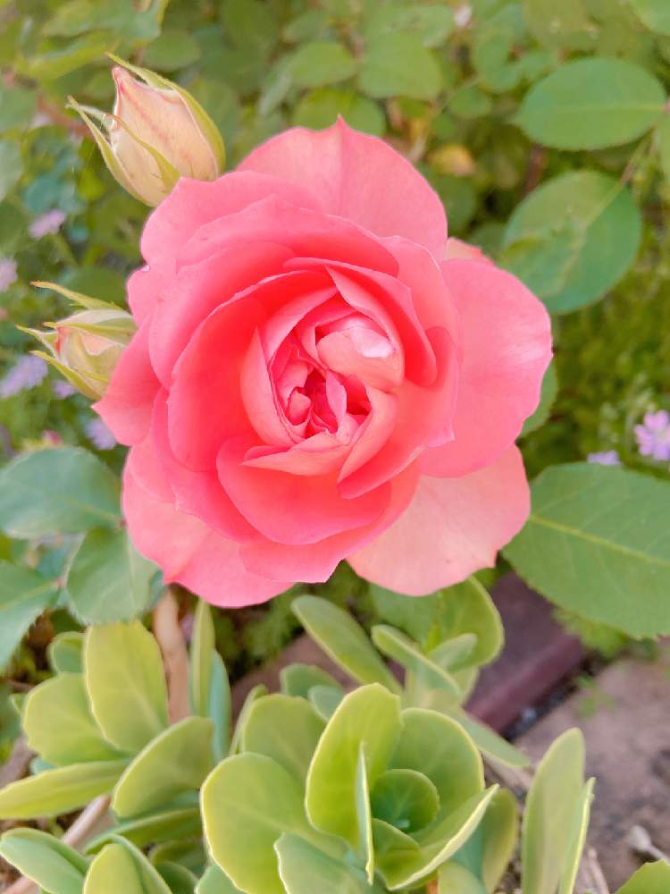 ルルの投稿画像 By Mの森さん Htcと薔薇愛同盟と植中毒とバラと夢clubとみてみて と21 Gsでバラ園と花のある暮らしとかわいいな とロザリアンとチーム愛知 21月4月25日 Greensnap グリーンスナップ ルルの投稿画像 By Mの森さん Htcと薔薇愛同盟と植中毒とバラと夢clubとみてみて と21 Gsでバラ園と花のある暮らしとかわいいな とロザリアンとチーム愛知 21月4月25日 Greensnap グリーンスナップ