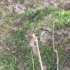 コシアブラの育て方 苗の植え付けや種まきの時期は 栽培はむずかしい Greensnap グリーンスナップ コシアブラの育て方 苗の植え付けや種まきの時期は 栽培はむずかしい Greensnap グリーンスナップ
