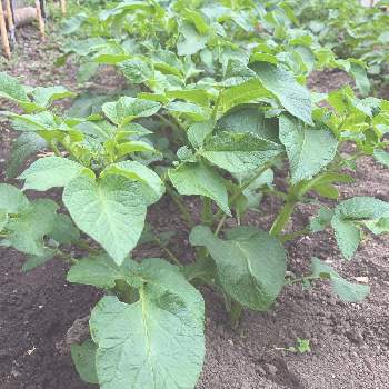 じゃがいもの葉の投稿画像一覧 Greensnap グリーンスナップ