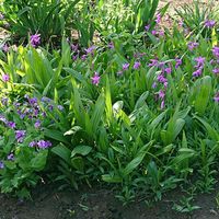 紫蘭（しらん）,デスクの画像